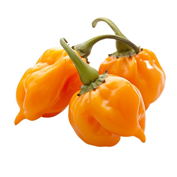 Habenero Pepper