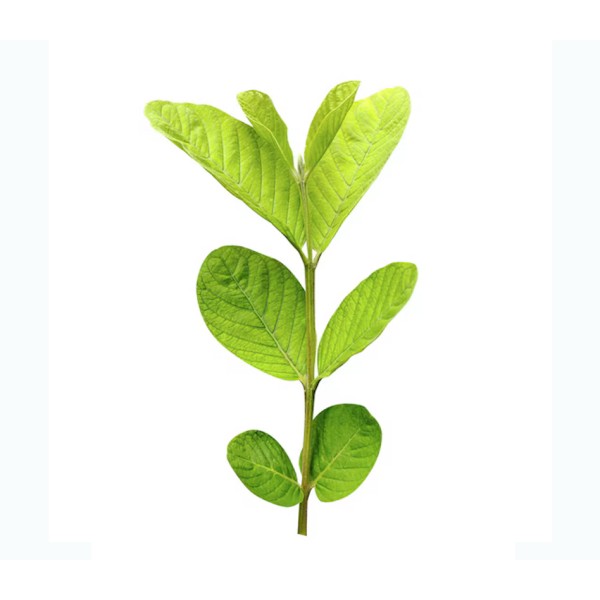 Guava Leaves