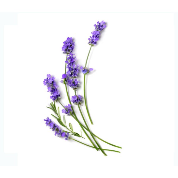 Lavander Rasila