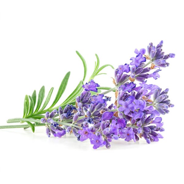 Lavanta Lavender Flowers