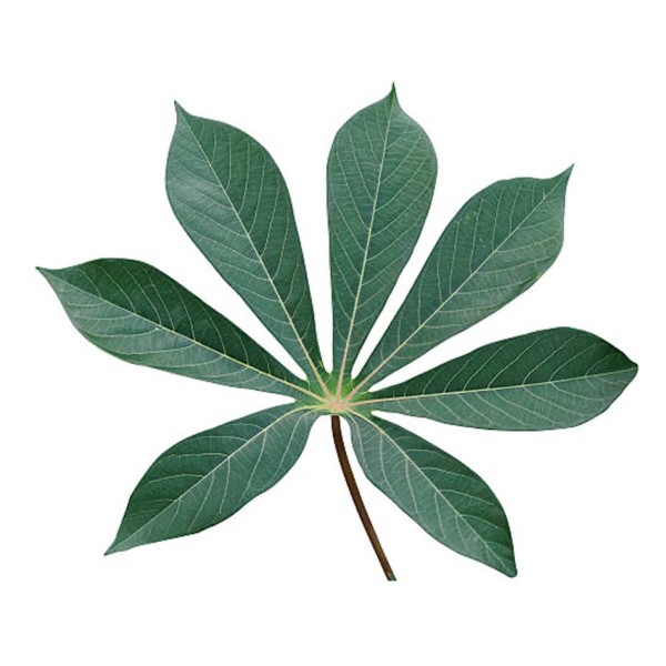 Cassava leaves